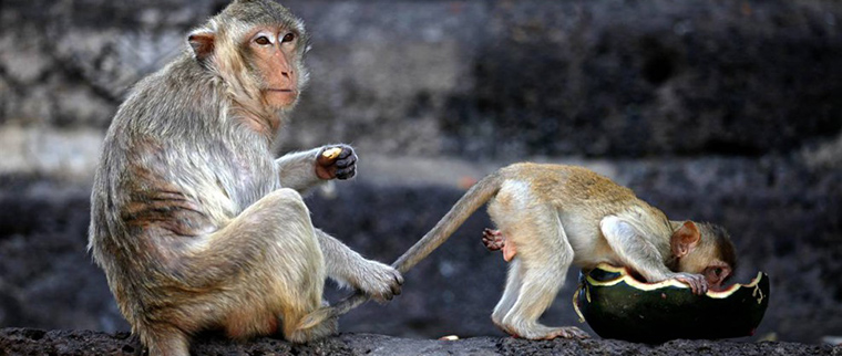 Kulcsszó választás, avagy mennyire kössük az ebet a karóhoz?