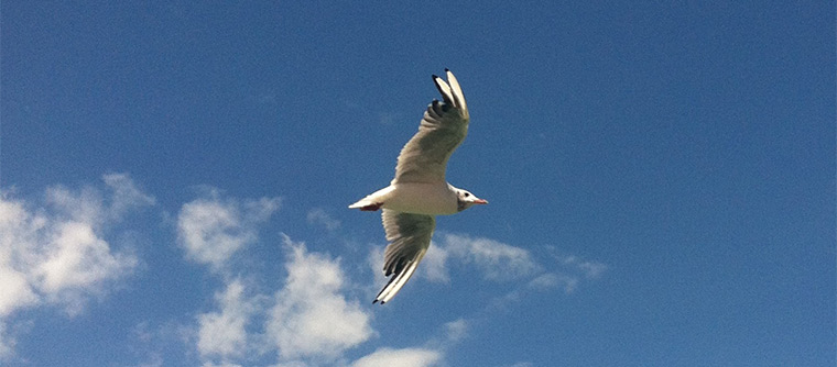 Sebesség optimalizáció mindenek felett
